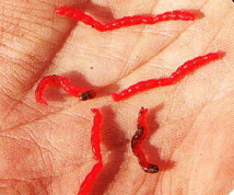 Личинки мотыля на ладони