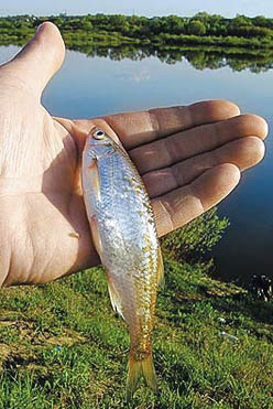 Пойманная уклейка в руке у рыболова