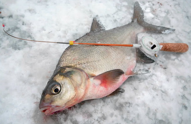 безмотыльная рыбалка зимой видео