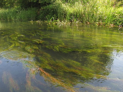 Заросли водорослей в небольшой реке - окуневое место