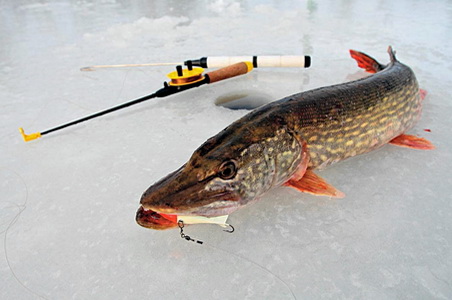 Щука пойманная на зимней рыбалке