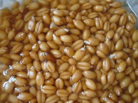 Проросшая пшеница насыщена аминокислотами