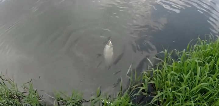 Рыба пойманная на реке на полудонку