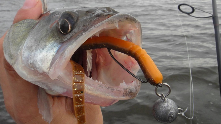 Рыба пойманная на джиговую оснастку