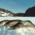 Зимняя рыбалка в Сибири