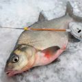Зимняя рыбалка с мормышкой