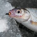 Зимняя рыбалка с мормышкой без насадки (безмотылка)