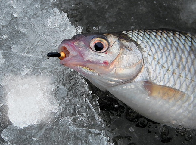 Зимняя рыбалка с мормышкой без насадки (безмотылка)