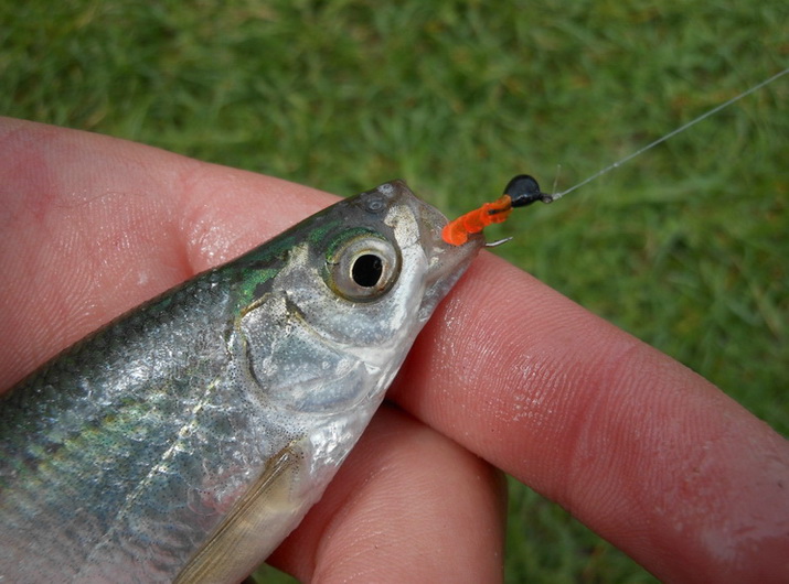 рыба пойманная на наноджиг