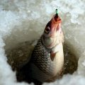 Сложные оснастки для зимней рыбалки